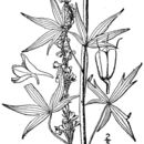 Image of Delphinium exaltatum Ait.