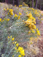 Image of Ericameria nauseosa var. speciosa (Nutt.) G. L. Nesom & G. I. Baird