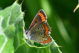 Image of brown argus