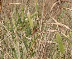 Image of Slender-billed Babbler