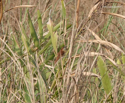 Image of Slender-billed Babbler