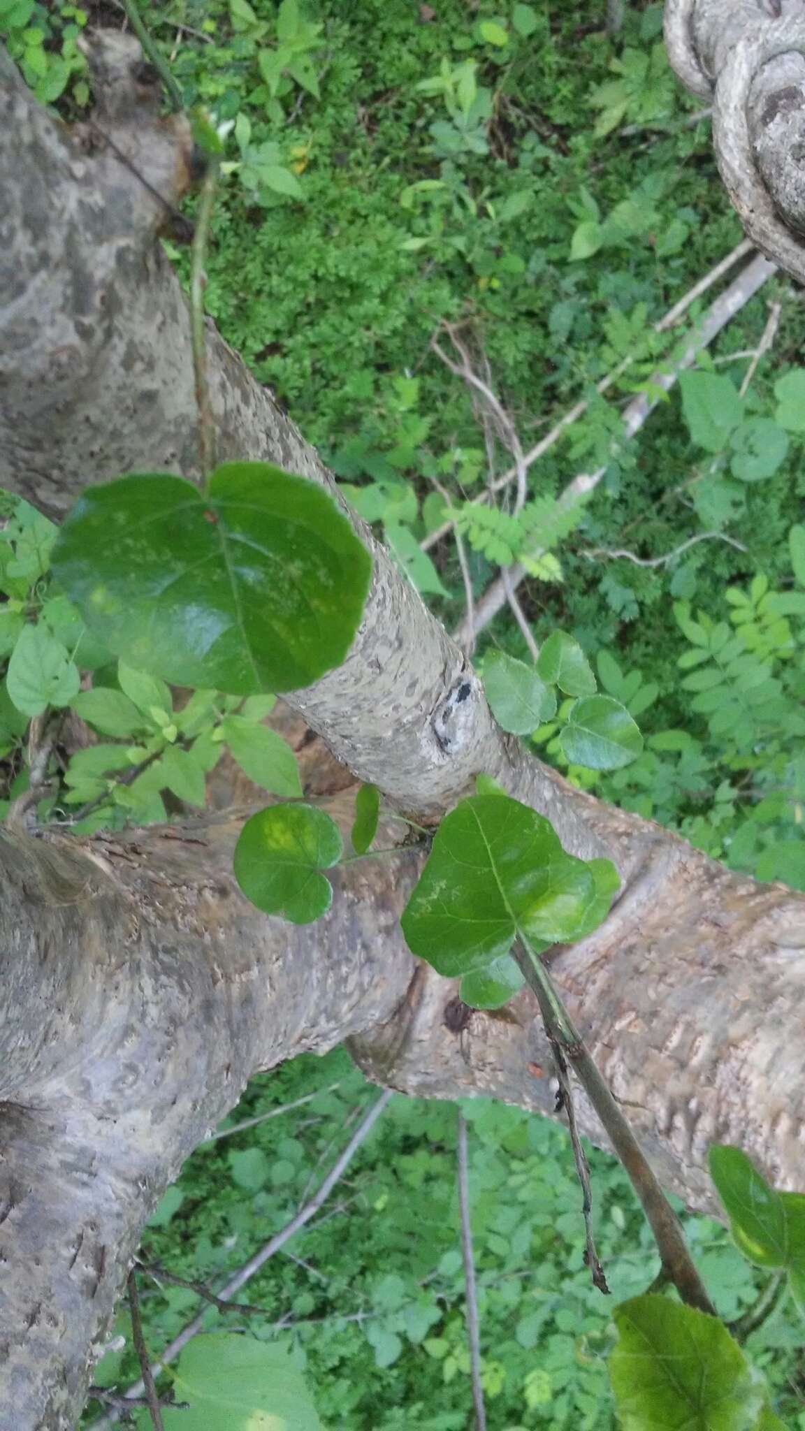 Image of Jatropha cordata (Ortega) Müll. Arg.