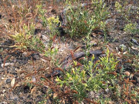 Image of Parry's rabbitbrush