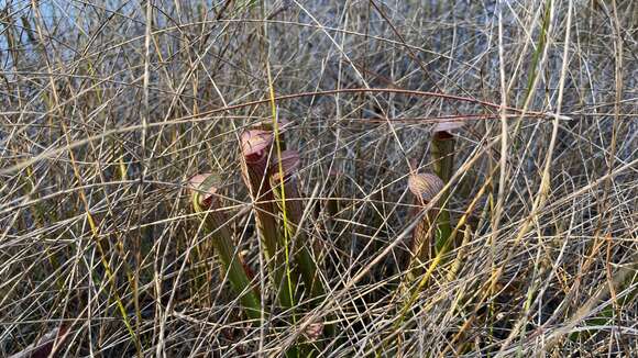 Image of Gulf pitcherplant