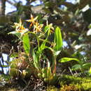 Image of Rhynchostele maculata subsp. oestlundiana (L. O. Williams) Soto Arenas & R. Jiménez