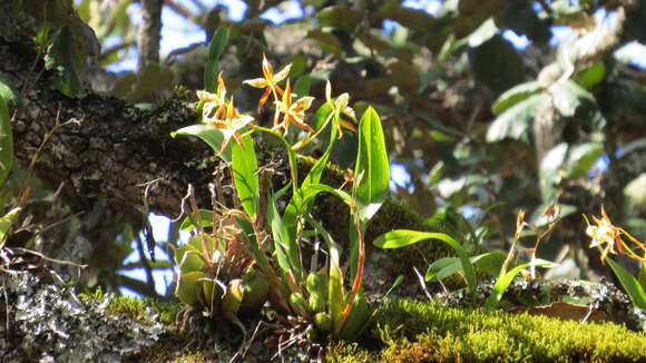 Image of Rhynchostele maculata subsp. oestlundiana (L. O. Williams) Soto Arenas & R. Jiménez