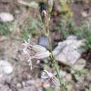 Image of <i>Silene jeniseensis</i>