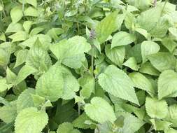 Image of hedge nettle