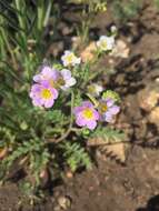 Image of shortlobe phacelia