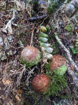 Conchidium japonicum (Maxim.) S. C. Chen & J. J. Wood的圖片