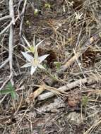 Image de Calochortus lyallii Baker