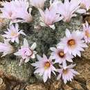 Image of Mammillaria schumannii Hildm.