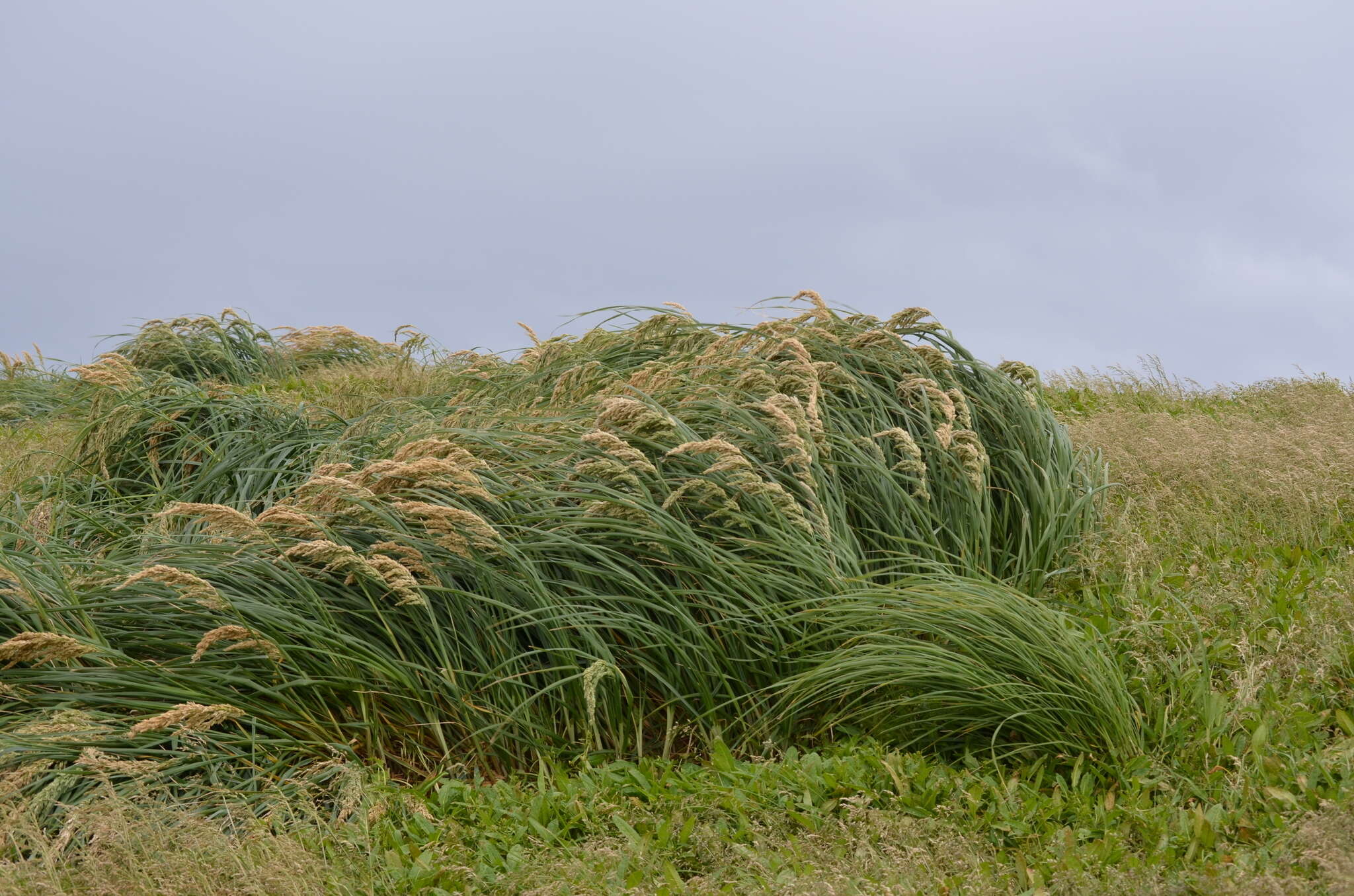 Image of Poa foliosa (Hook. fil.) Hook. fil.