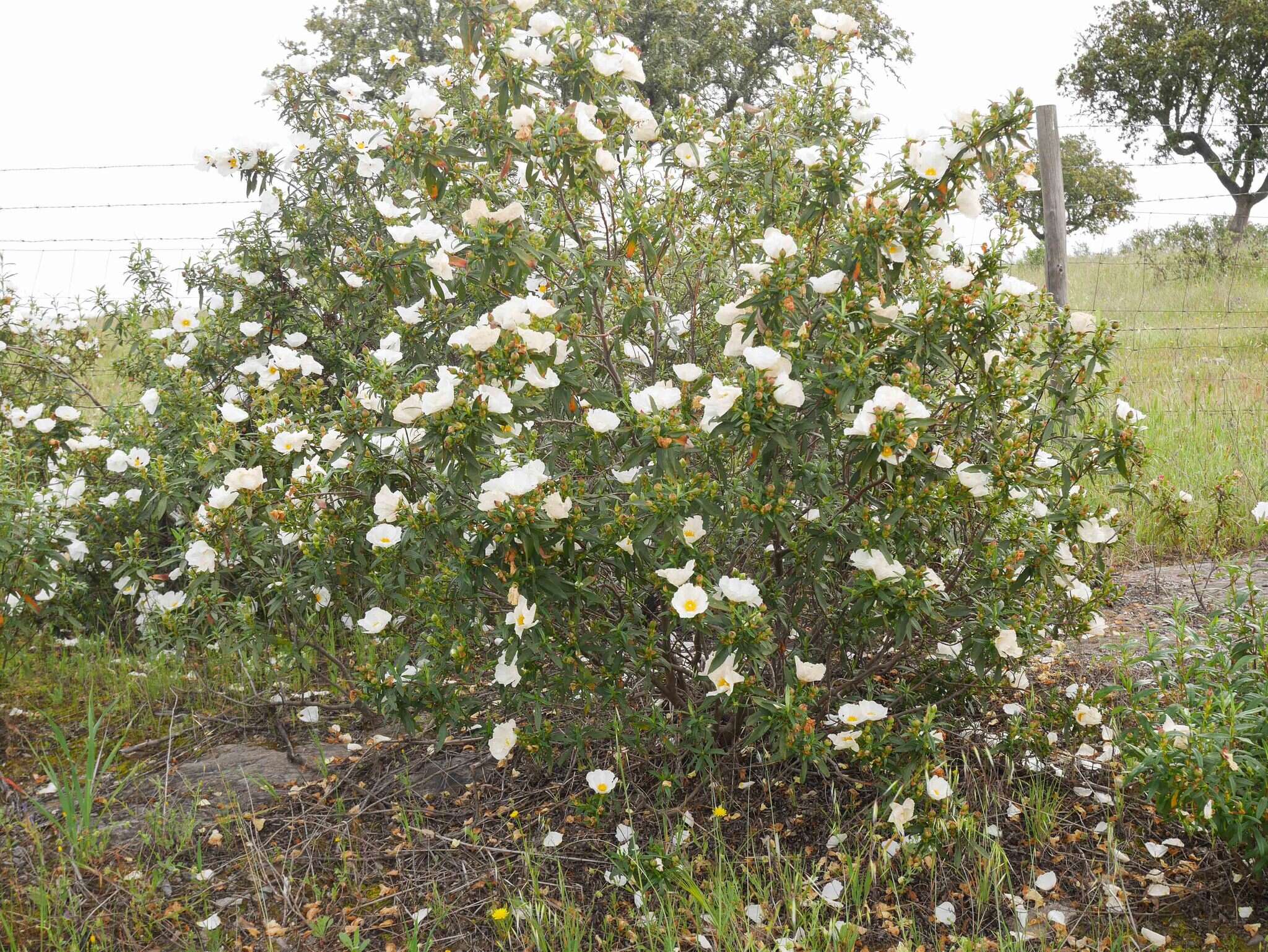 Imagem de Cistus ladanifer L.