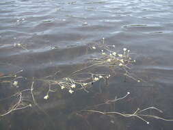 Image of Panarctic Water-Crowfoot