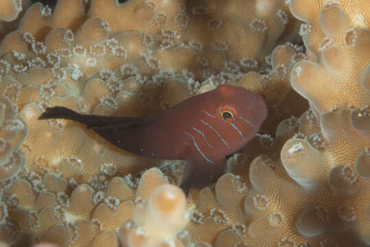 Image of Five-bar coral goby