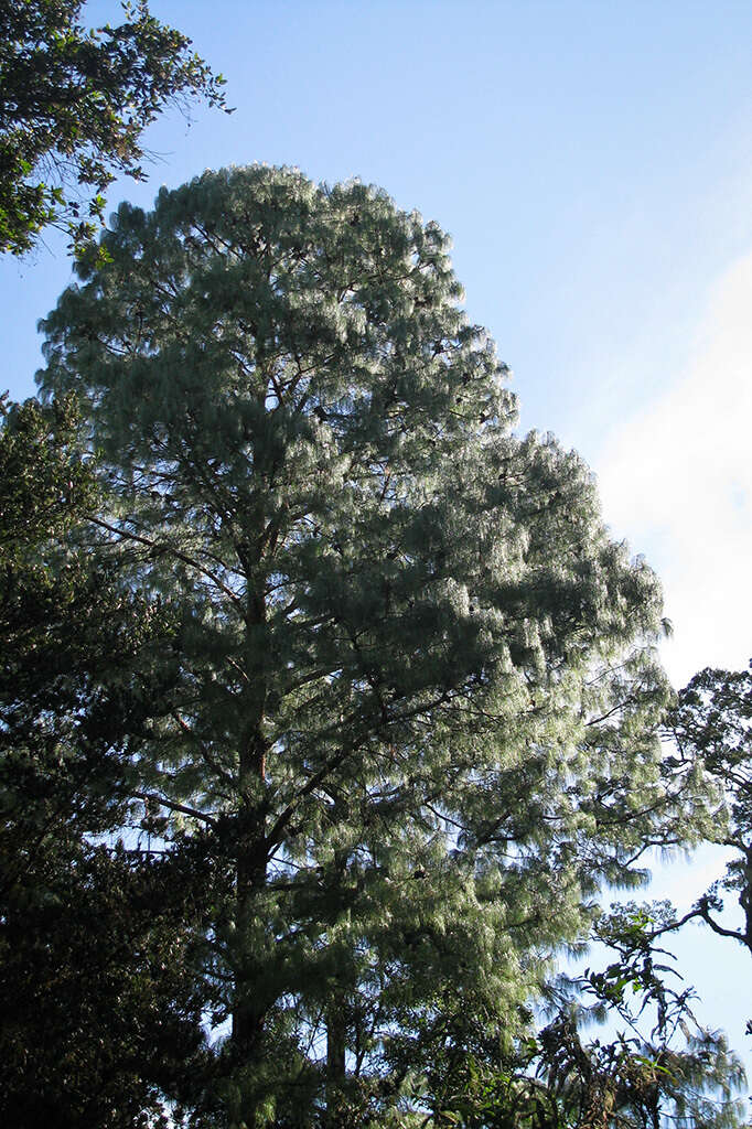 Image of Pinus patula var. patula