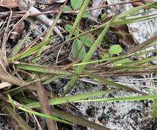 Panicum malacon Nash resmi