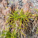 Image of Calceolaria pinifolia Cav.
