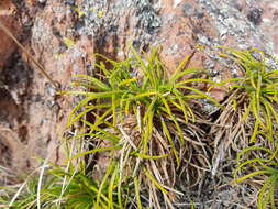 Image of Calceolaria pinifolia Cav.