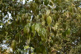 Image of Flacourtia montana J. Grah.