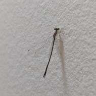 Image of Argentagrion ambiguum (Ris 1904)