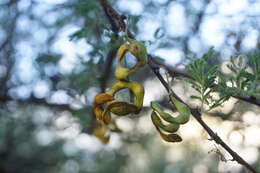 Vachellia tortilis subsp. heteracantha (Burch.) Kyal. & Boatwr.的圖片