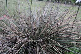 Image of Engelmann's false yucca