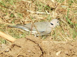 Imagem de Streptopelia capicola (Sundevall 1857)