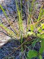 Image of Pine-Barren Beak Sedge