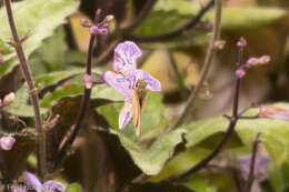 Image of Julia's Skipper