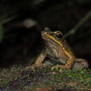 Image of São Paulo Tree Toad