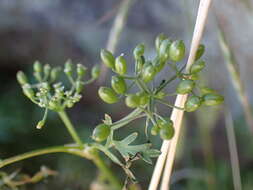 Image of Scaraboides manningii