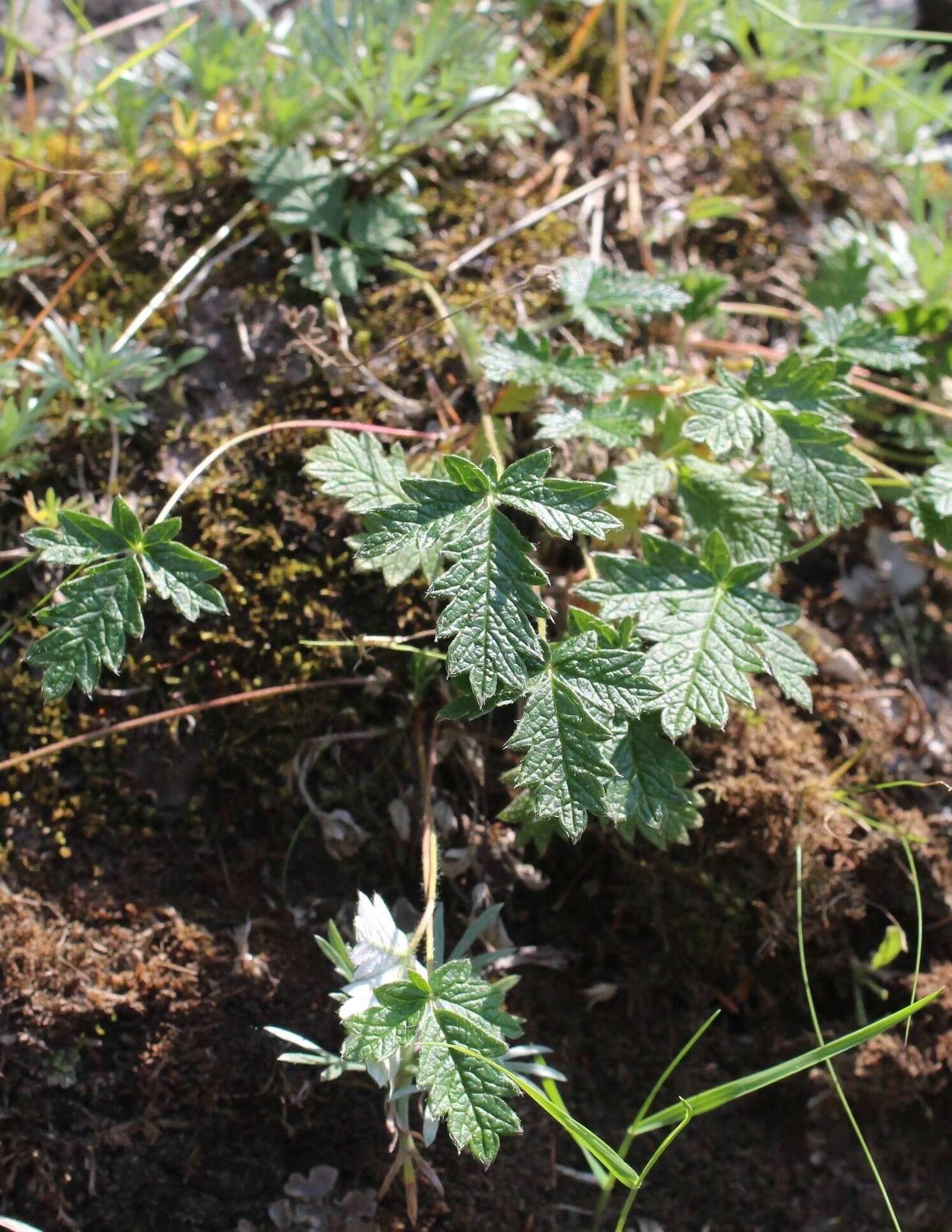 Image of Hooker's cinquefoil