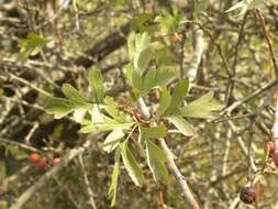 Image de Crataegus sinaica Boiss.