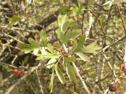 Sivun Crataegus sinaica Boiss. kuva