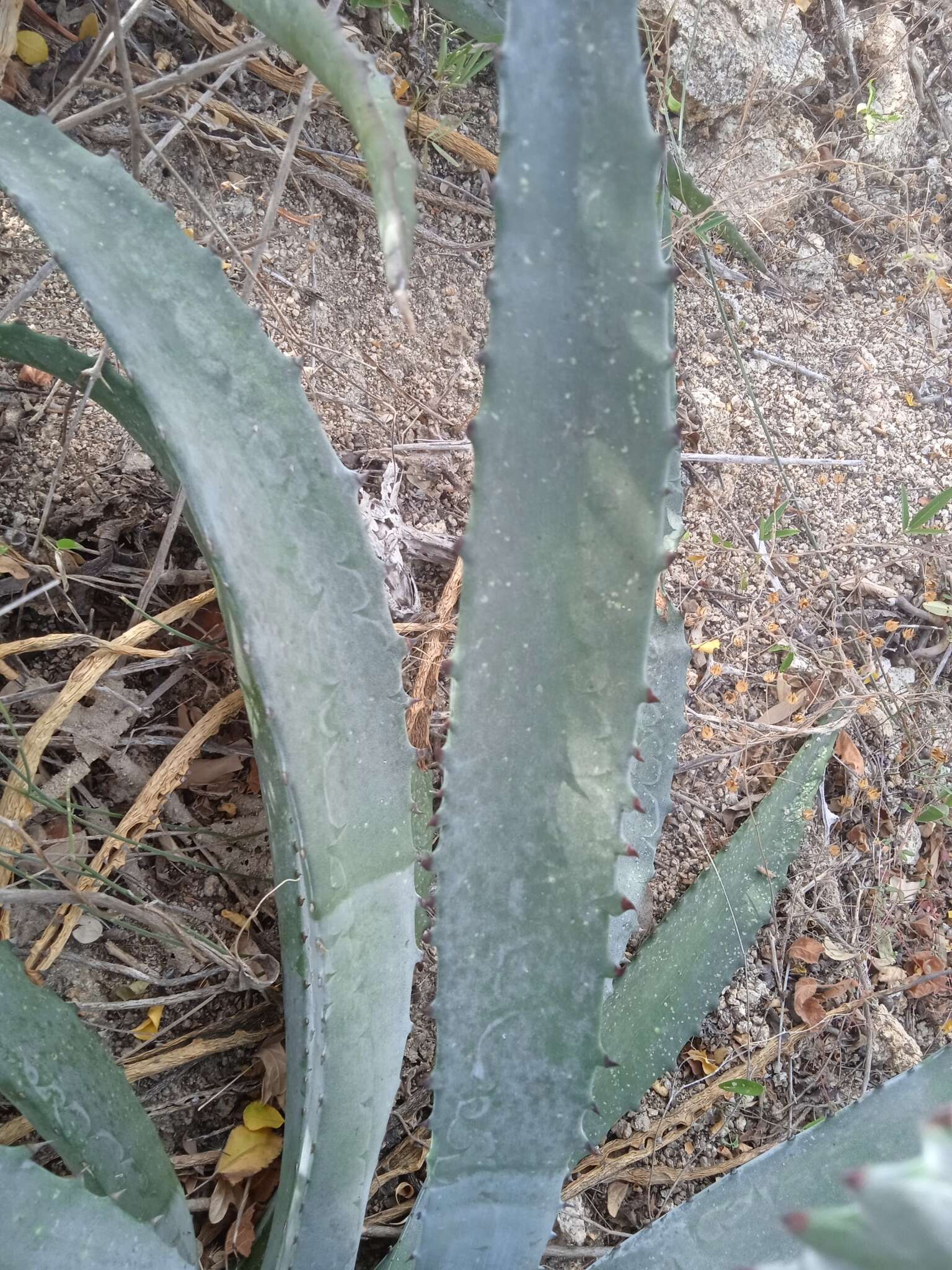 Image of Baja California Sur Agave