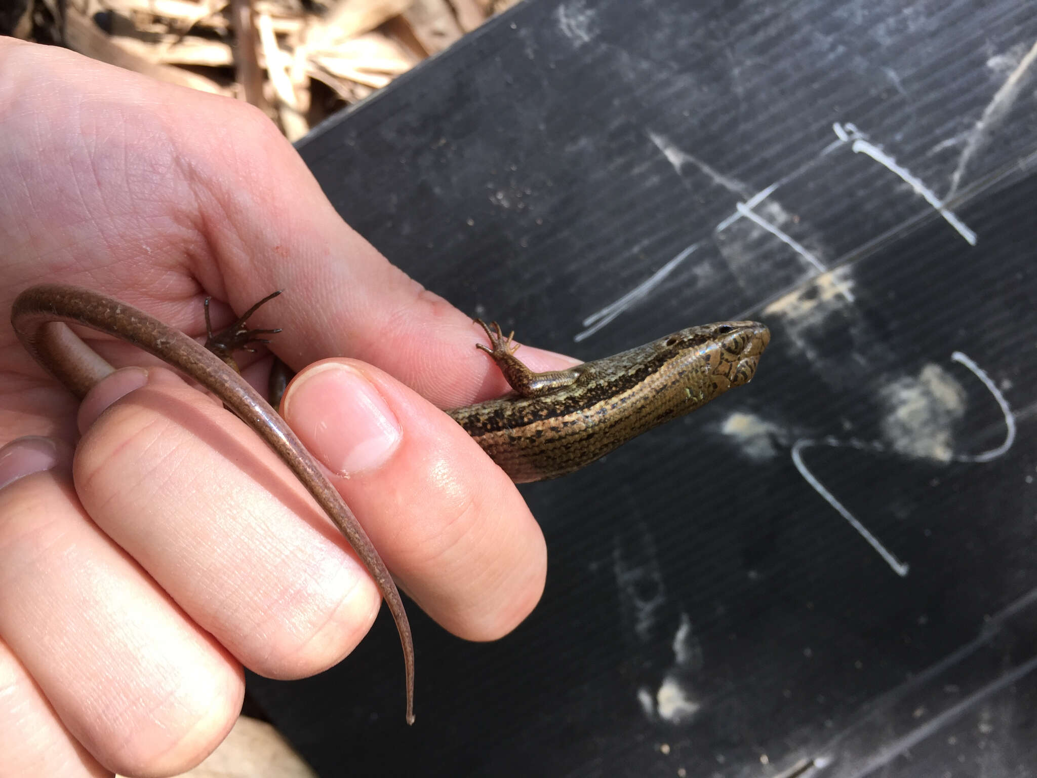 Image of Indian Forest Skink