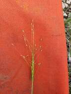 صورة Digitaria cognata (Schult.) Pilg.