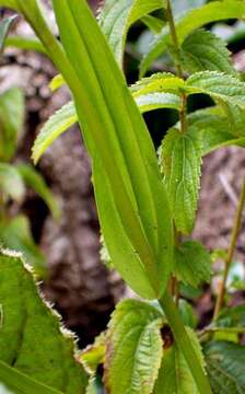 Brownleea graminicola McMurtry的圖片