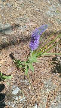 Image of Veronica spicata subsp. porphyriana (Pavl.) A. Jelen.