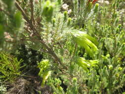 Image of Erica unicolor subsp. unicolor