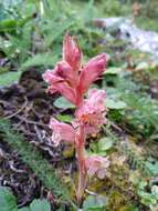 Image of Orobanche alba subsp. alba