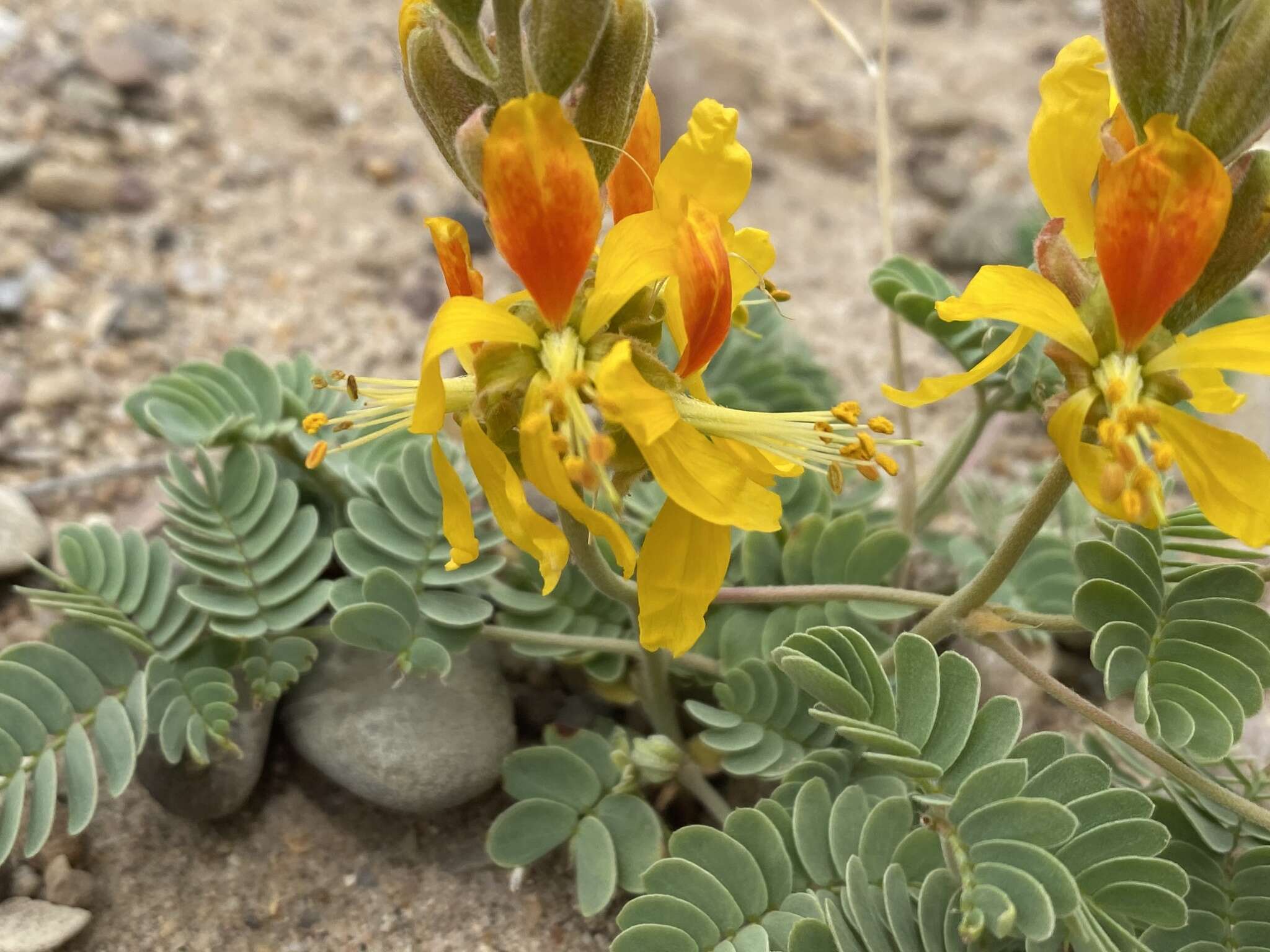 Plancia ëd Hoffmannseggia repens (Eastw.) Cockerell