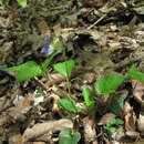 Image of Viola sieheana W. Becker