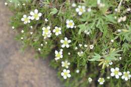 Sivun Cherleria marcescens (Fernald) A. J. Moore & Dillenb. kuva