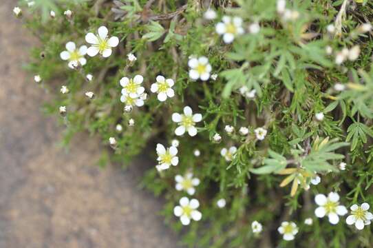 Sivun Cherleria marcescens (Fernald) A. J. Moore & Dillenb. kuva