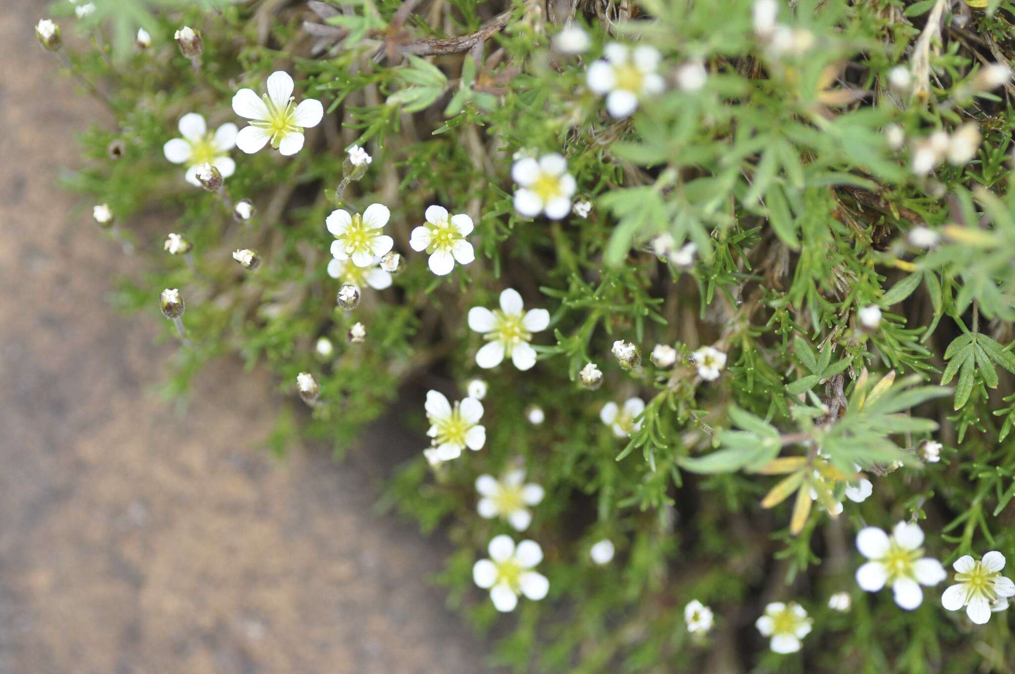 Sivun Cherleria marcescens (Fernald) A. J. Moore & Dillenb. kuva