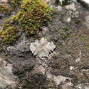 Image of matted lichen