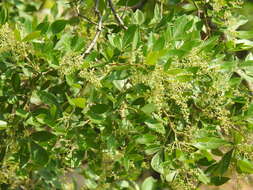 Image of Searsia pyroides var. gracilis (Engl.) Moffett